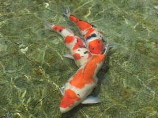 DSCF7164.jpg